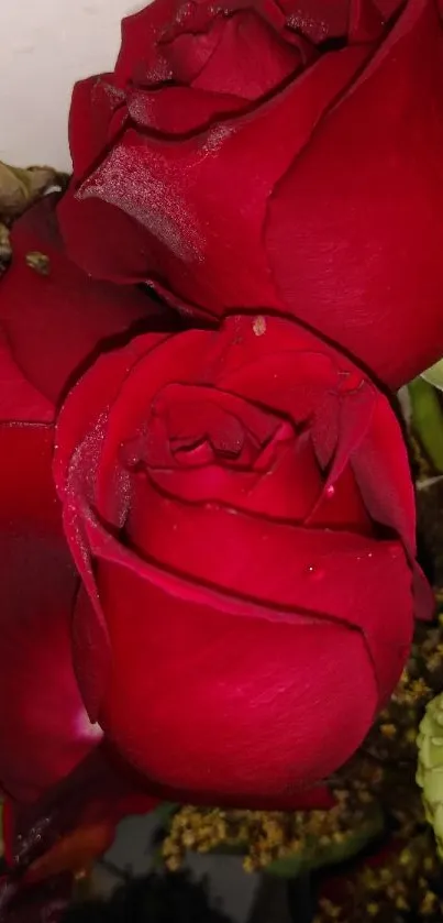 Close-up of vibrant red roses in full bloom, perfect for a floral wallpaper.