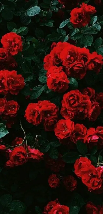 Mobile wallpaper with vibrant red roses and lush green leaves.