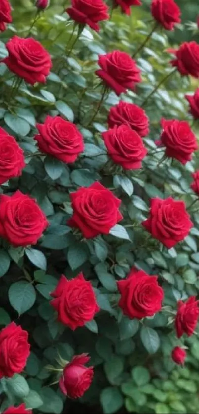 Vibrant red roses with lush green leaves in a garden setting.