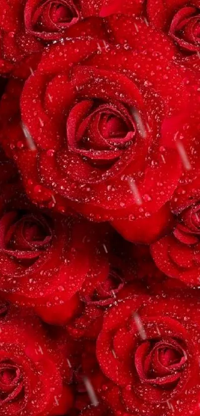 Vibrant red roses mobile wallpaper with dewy petals.