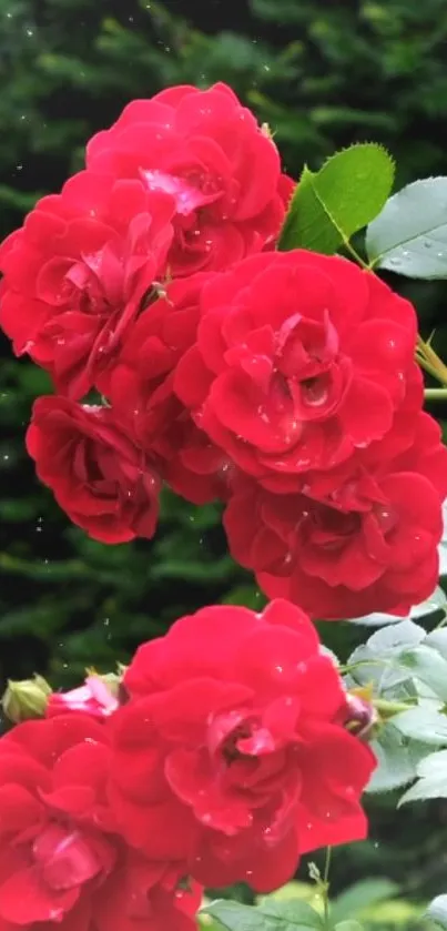 Vibrant red roses on lush green background.