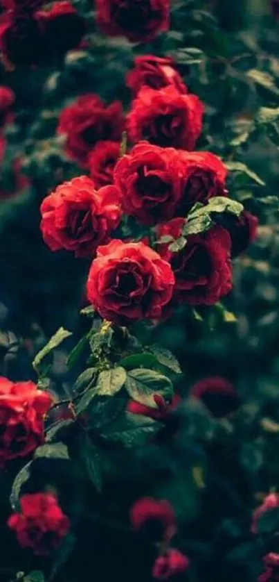 Mobile wallpaper of vibrant red roses among dark green leaves.