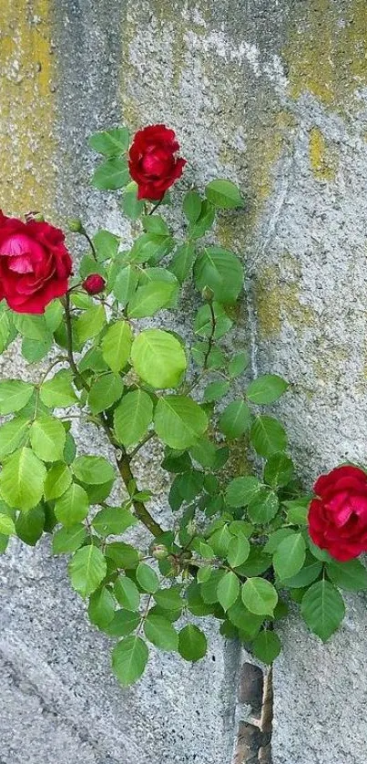 Vibrant red roses with green leaves on a textured wall.