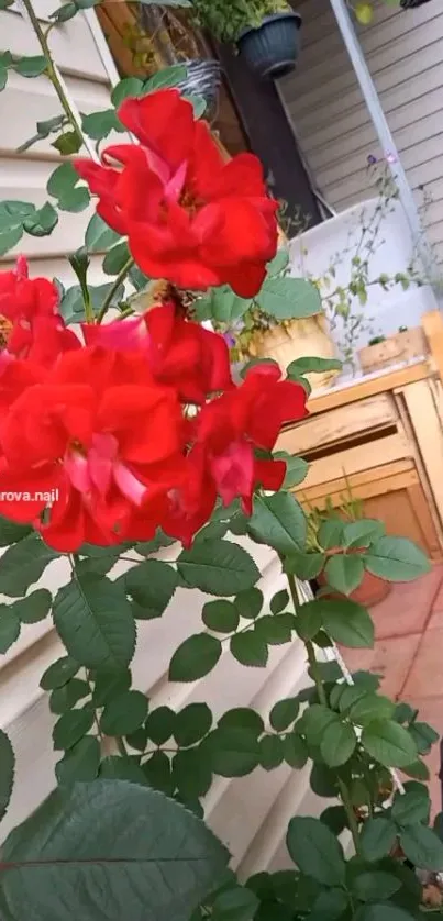 Vibrant red roses surrounded by green leaves in a garden setting.