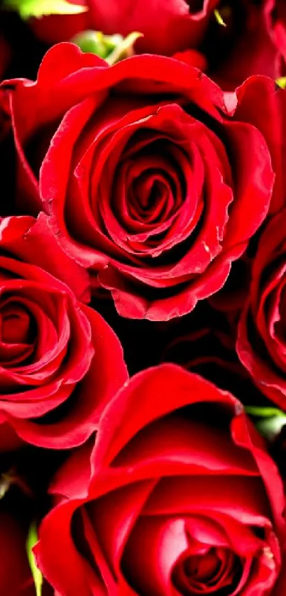 Close-up of vibrant red roses arranged together.