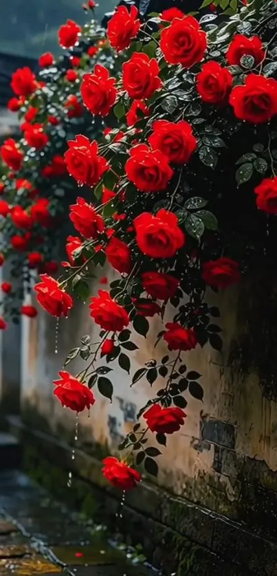 Vibrant red roses cascading down a rustic wall.