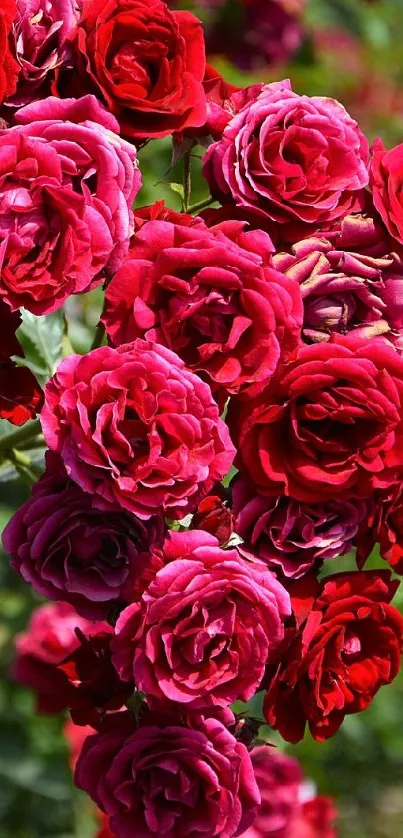 Cluster of vibrant red roses in full bloom.