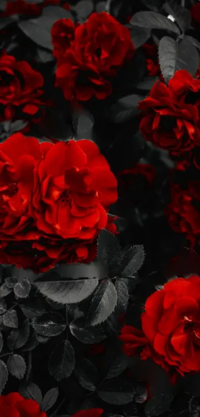 Mobile wallpaper of vibrant red roses with a dramatic black background.