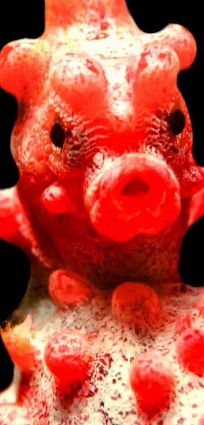 Close-up of a vibrant red pygmy seahorse on black background.