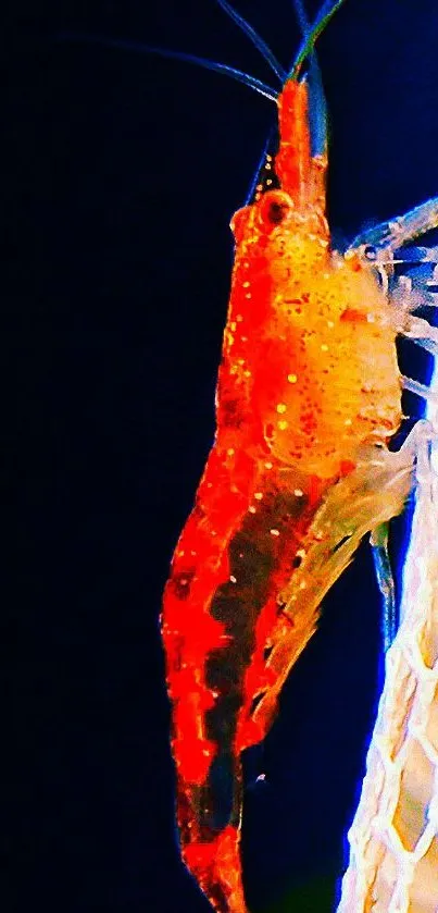 Vibrant red shrimp on a white net background.