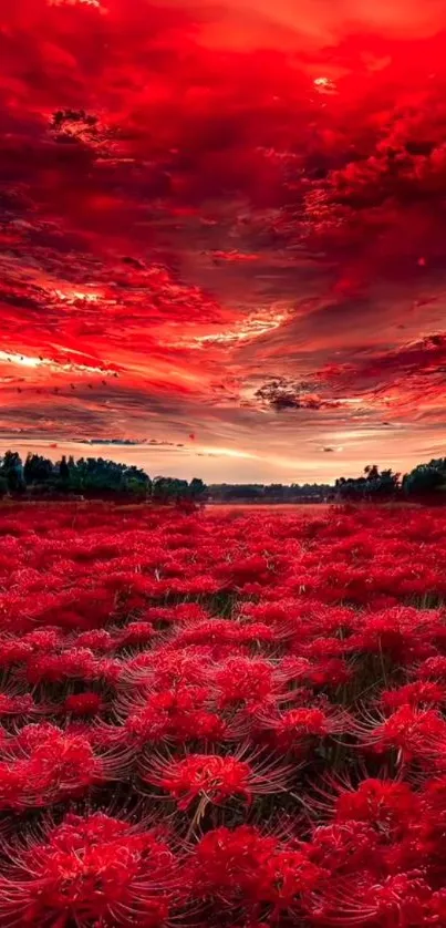 Vibrant red sunset over a field of blooming flowers with dramatic sky.