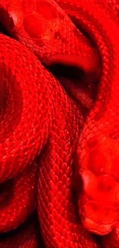 Vibrant red snake skin wallpaper with detailed scales.