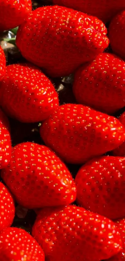 Vibrant red strawberries creating a lively phone wallpaper.