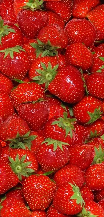 Close-up of vibrant red strawberries filling the frame, perfect for a fresh fruit wallpaper.