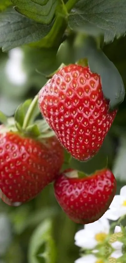 Close-up of vibrant red strawberries with lush green leaves.