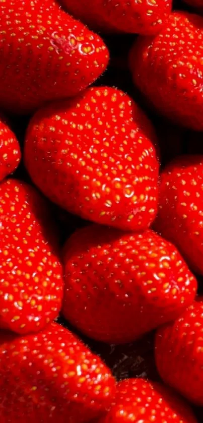 Vibrant red strawberries close-up wallpaper for mobile devices.