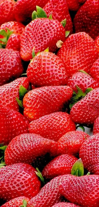 Red strawberries wallpaper with vibrant and fresh appeal.