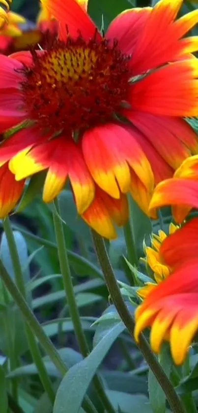 Vibrant red sunflowers with yellow tips in bloom.