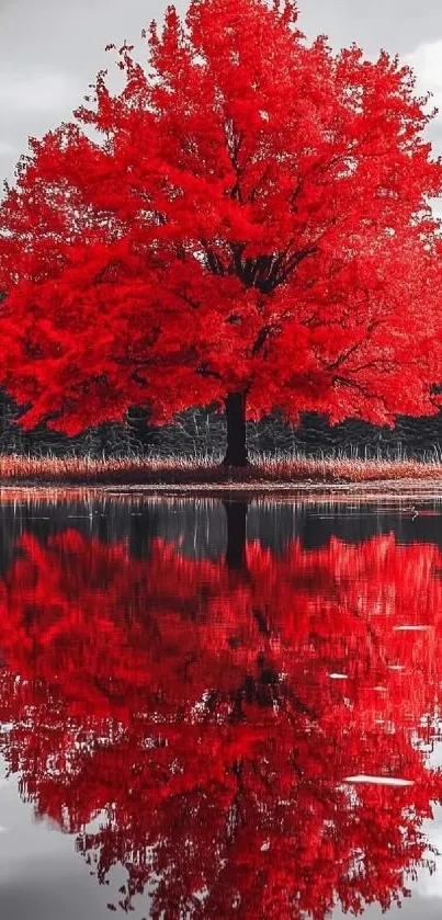 Vibrant red tree reflecting in a calm lake.