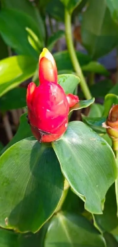 Vibrant red tropical flower with lush green leaves.