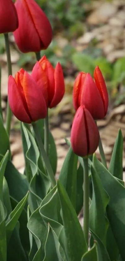 Close-up of vibrant red tulips with green leaves.