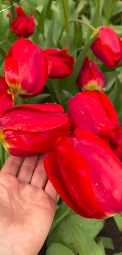 Close-up of vibrant red tulips with lush green leaves.