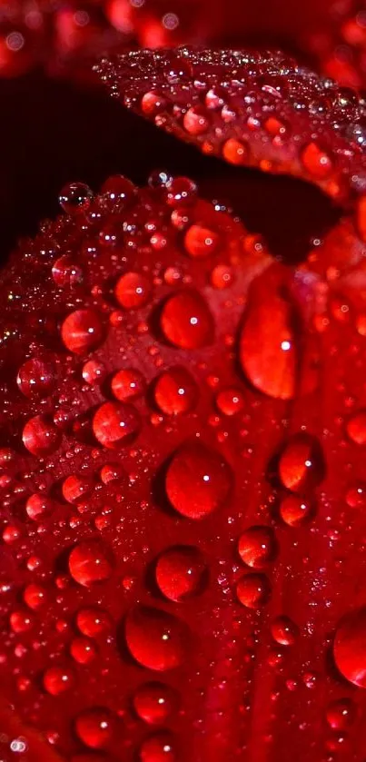 Close-up red tulip with dew drops, perfect for mobile wallpaper.