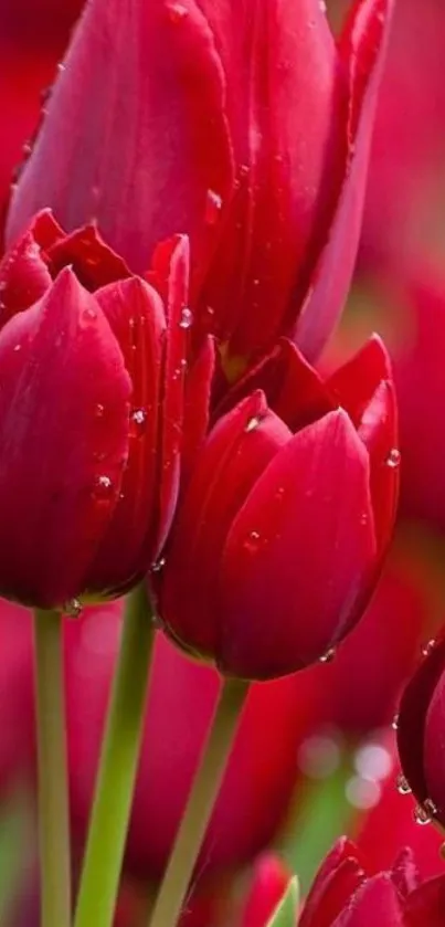 Close-up of vibrant red tulips with droplets, perfect for wallpaper.