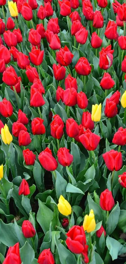 Vibrant red tulips with yellow accents in a lush garden.