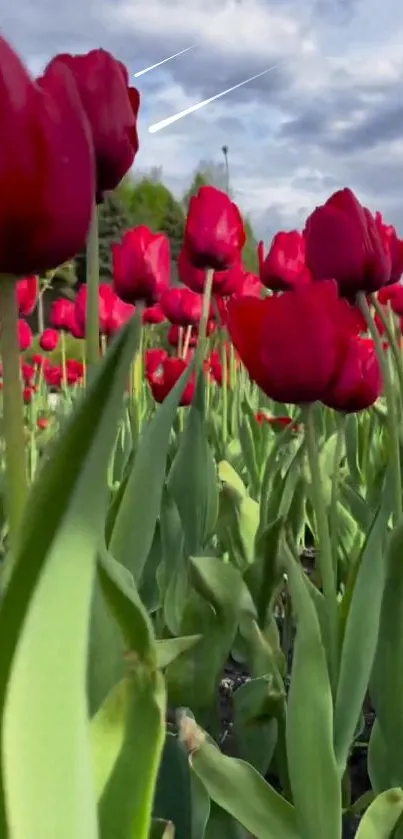 A vibrant field of red tulips beneath a dramatic sky.