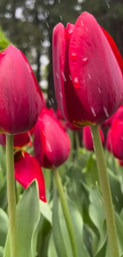 Vibrant red tulips with rain droplets in a lush garden.