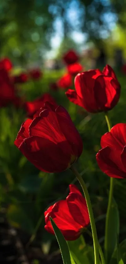 Vibrant red tulips in a sunlit garden with lush green background.