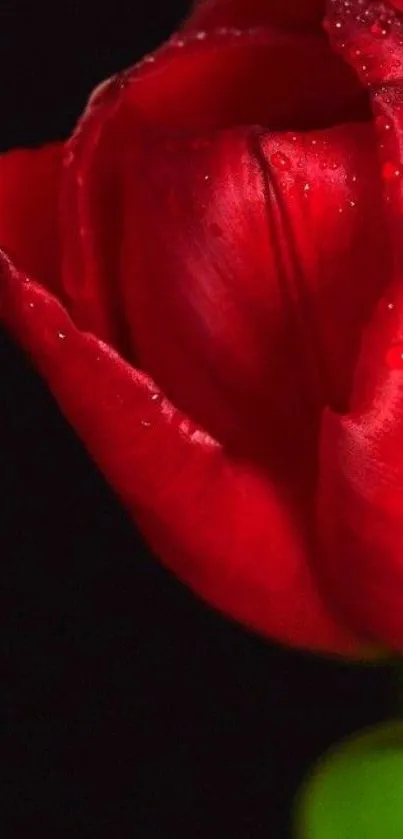 Close-up vibrant red tulip with dewdrops.