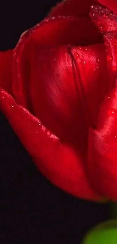 Close-up of a vibrant red rose bloom with dew drops on petals.