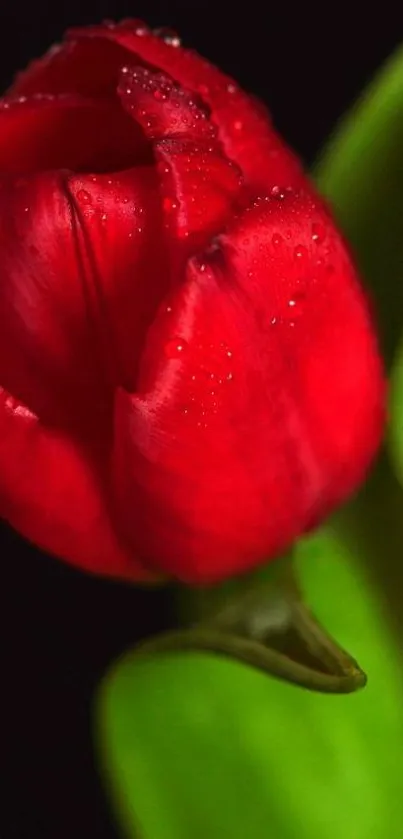 A vibrant red tulip with dewdrops against a black backdrop.