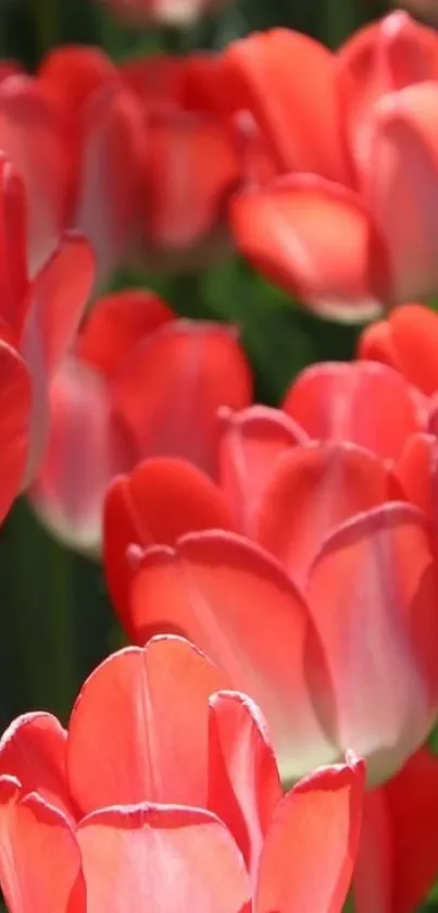 Close-up of vibrant red tulips in full bloom.