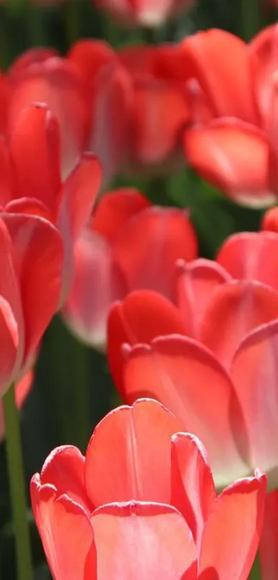 Bright red tulips blooming in a field, creating a vibrant wallpaper.