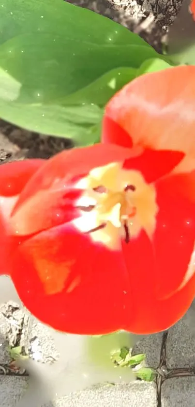 Vibrant red tulip with green leaves wallpaper.