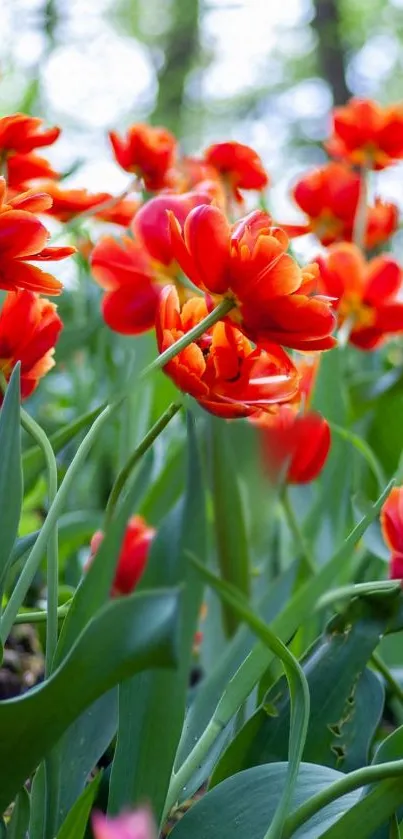 Vibrant red tulips in a lush green garden setting.