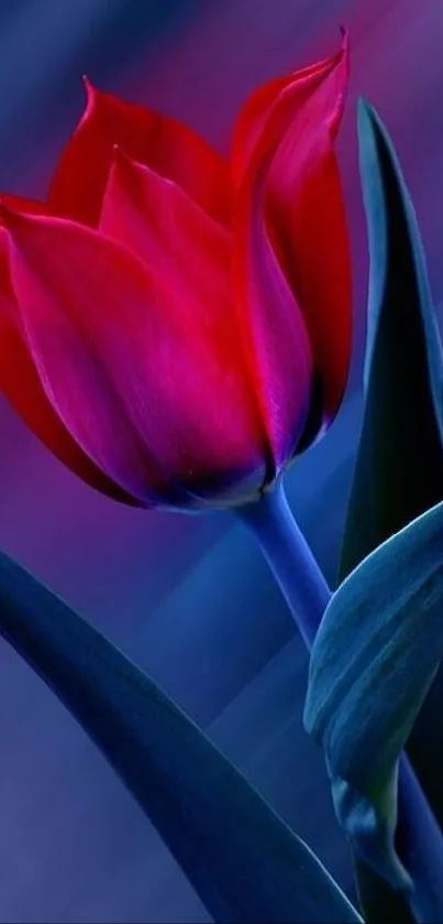 Vibrant red tulip on a deep blue background phone wallpaper.