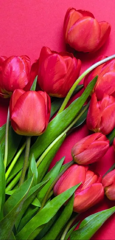 Vibrant red tulip wallpaper with lush green leaves on a red background.