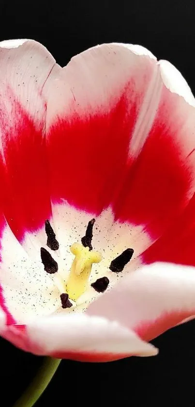 Close-up of a vibrant red and white tulip flower on a black background.