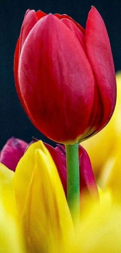 Red tulip with vibrant yellow petals in a nature setting.