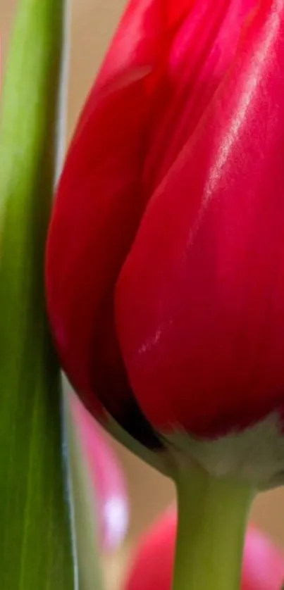 Close-up of a vibrant red tulip in bloom with lush green stem.