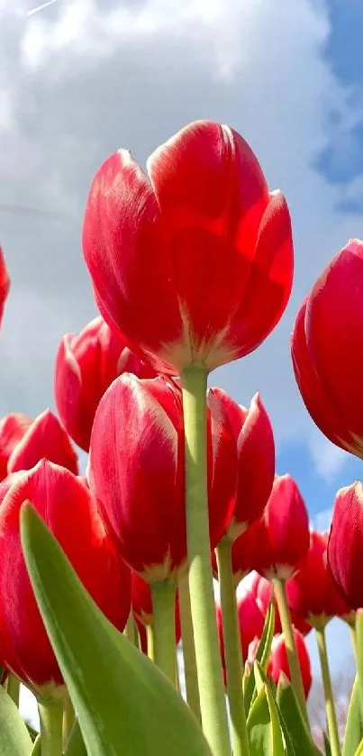 Bright red tulips reaching up to a blue sky with white clouds.