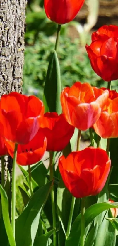 Vibrant red tulips with lush green stems against a natural backdrop.