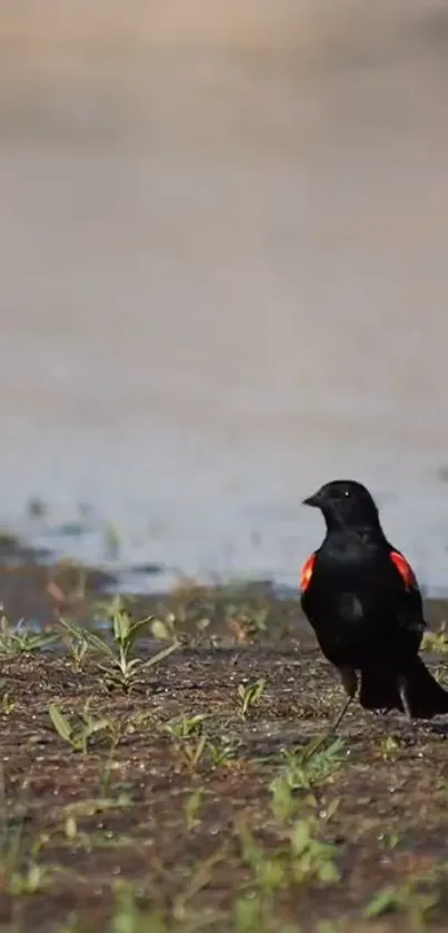 Red-winged blackbird in a natural setting, vibrant mobile wallpaper.