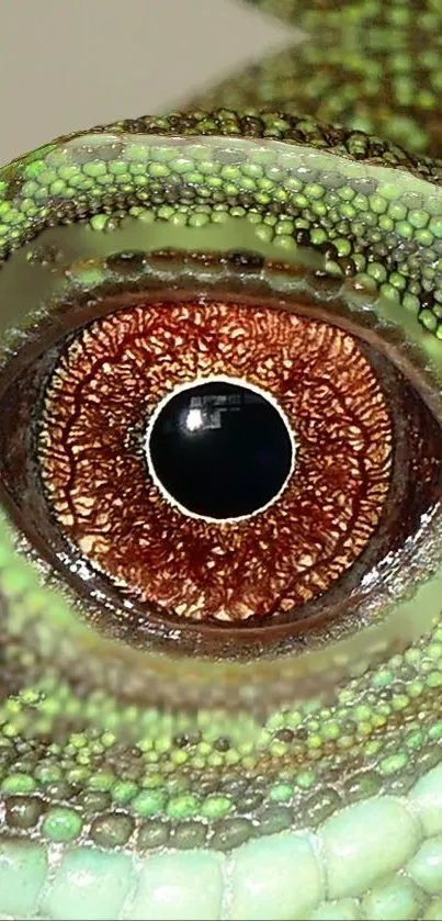 Close-up of a vibrant reptile eye with green and brown hues.