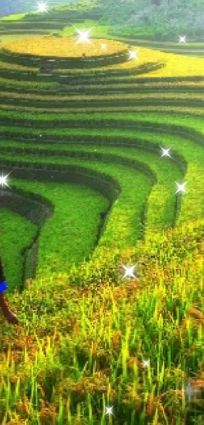 A vibrant rice terrace wallpaper featuring lush green fields.