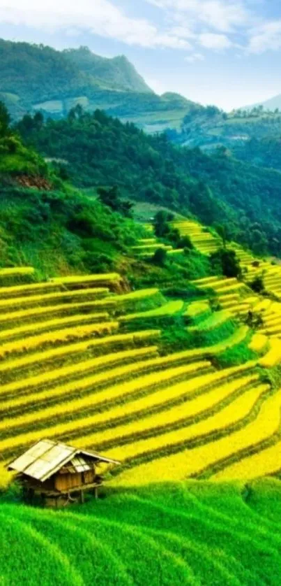 Lush green and golden rice terraces with mountain view.